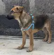 Mbwa wa Kijerumani wa Kiume Mwezi 2.5 Mwenye Safu Safi - 5