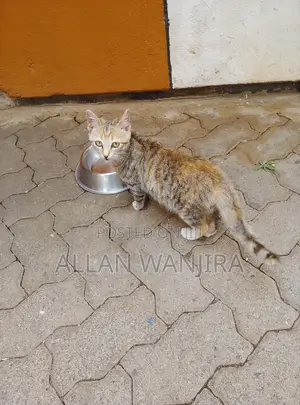 Female Tabby Cat, 6-12 Months