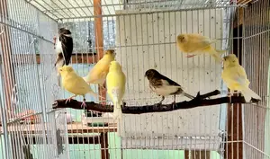 Imported Canaries