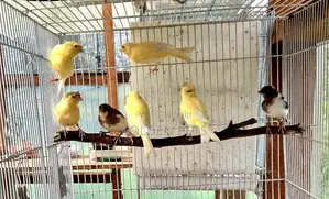 Imported Yellow Canaries