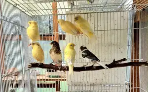 Imported Canary Birds