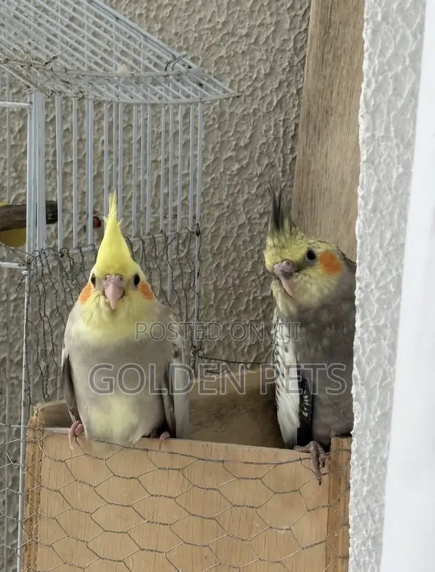 Ndege wa Cockatiel Wanapatikana - 1