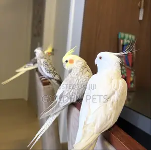 Cockatiel Parrot - Female, Adult