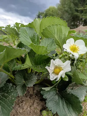 Chandler Strawberry Seedlings