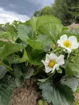 Chandler Strawberry Seedlings - 1