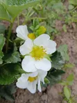Chandler Strawberry Seedlings - 2