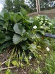 Chandler Strawberry Seedlings - 3