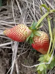 Chandler Strawberry Seedlings - 4