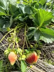 Chandler Strawberry Seedlings - 5