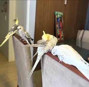 Cockatiel Parrot - Female, Adult