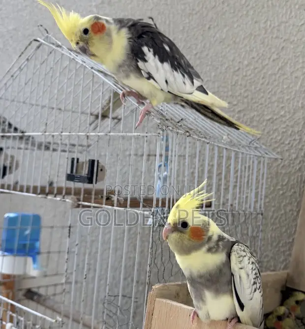 Cockatiel Parrots - Nairobi - 1