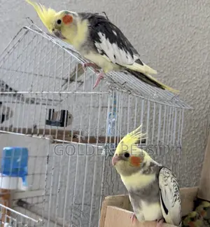 Cockatiel Parrots - Nairobi