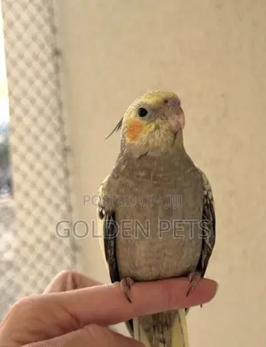 Kasuku na Budgies kwa Uuzaji