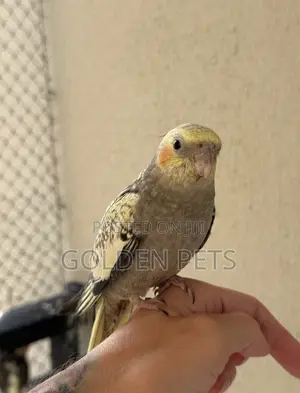 Kaka Cockatiel