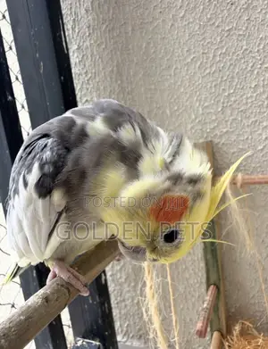 Ndege wa Cockatiel na Budgie
