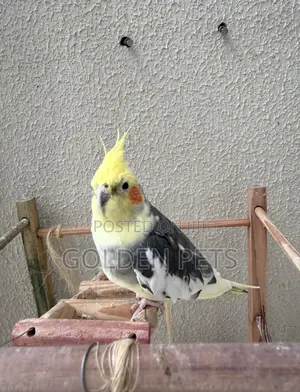 Cockatiel Jike