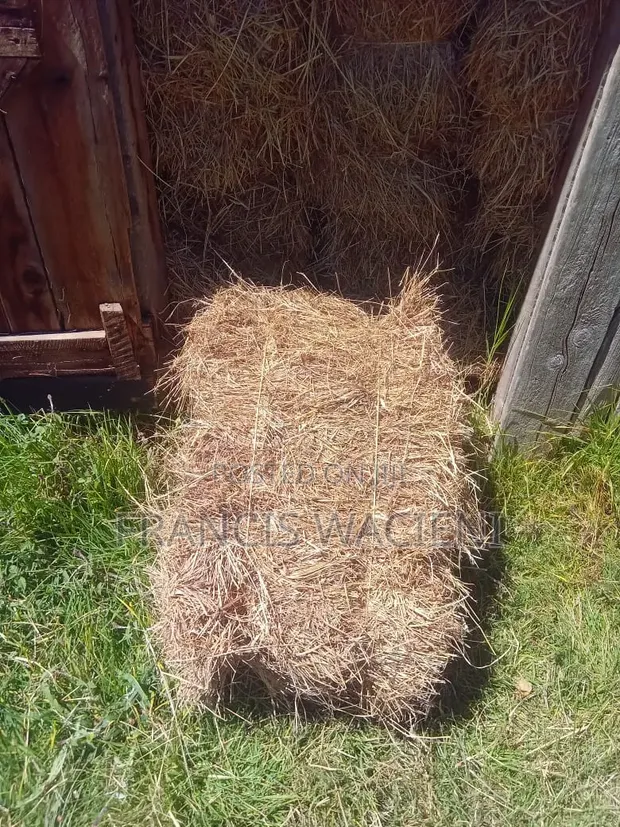 Boma Rhodes Hay for Sale - 1