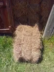 Boma Rhodes Hay for Sale - 1