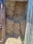 Boma Rhodes Hay for Sale - 2