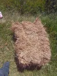 Boma Rhodes Hay for Sale - 3
