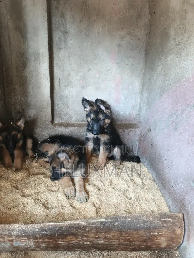 Purebred German Shepherd Puppies (1-3 Months) - 1