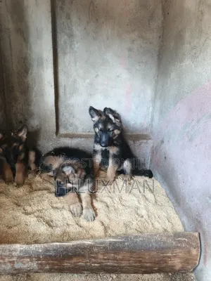 V أlgu wa Kijerumani Safi (Miezi 1-3)