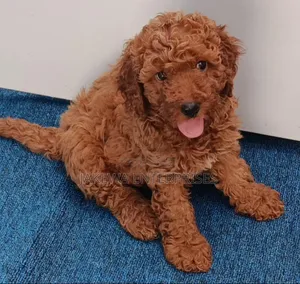 Purebred Female Poodle Puppy (1-3 Months)