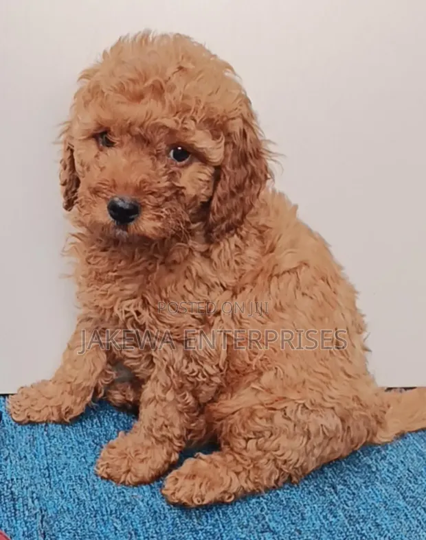 Purebred Poodle Puppy - 1-3 Months Old - 1
