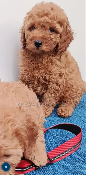 Purebred Female Poodle Puppy