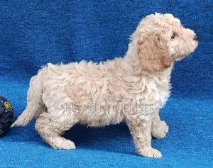 Purebred Poodle Puppy (1-3 Months)