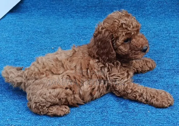 Pooch wa Kike Mzazi wa Poodle - 1