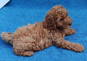 Purebred Female Poodle Puppy