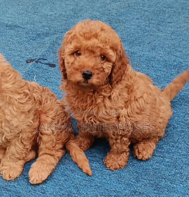 Purebred Poodle Puppies - 1-3 Months Old - 1