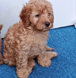 Purebred Female Poodle Puppy (1-3 Months)