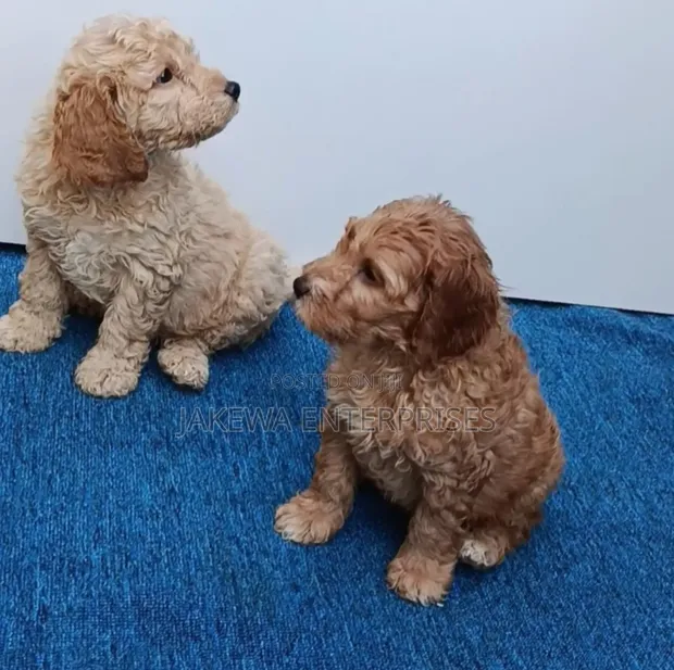 Pooch Safi wa Poodle (Miezi 1-3) - 1