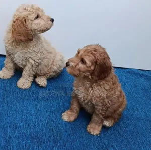 Purebred Poodle Puppy (1-3 Months)