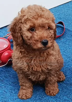 Purebred Poodle Puppy - 1-3 Months Old