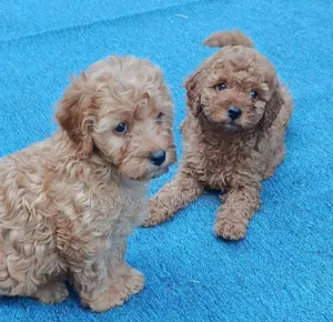 Purebred Female Poodle Puppy (1-3 Months)