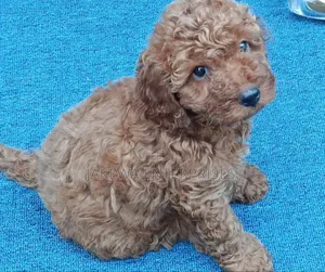 Purebred Female Poodle Puppy (1-3 Months)