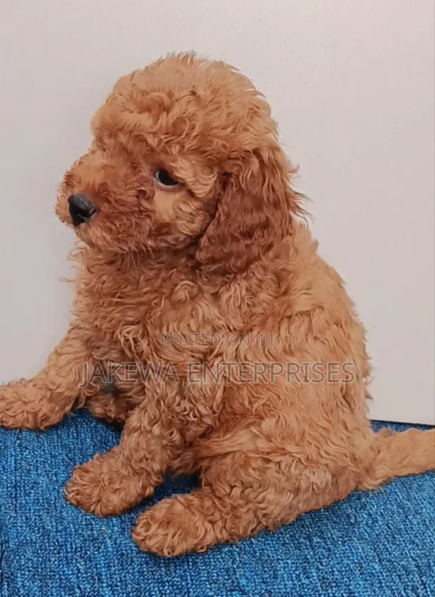 Purebred Poodle Puppy - 1-3 Months Old - 1