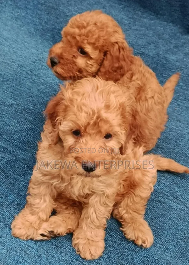 Pooch Mzazi wa Poodle (Miezi 1-3) - 1