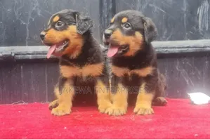Purebred Rottweiler Puppy (1-3 Months)