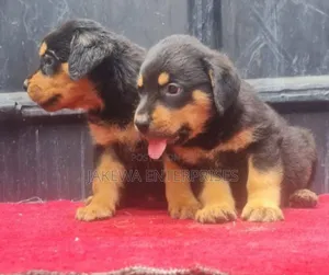 Purebred Rottweiler Puppy - 1-3 Months Old