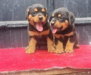 Purebred Rottweiler Puppy - 1-3 Months Old