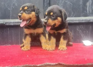 Purebred Rottweiler Puppy (1-3 Months)