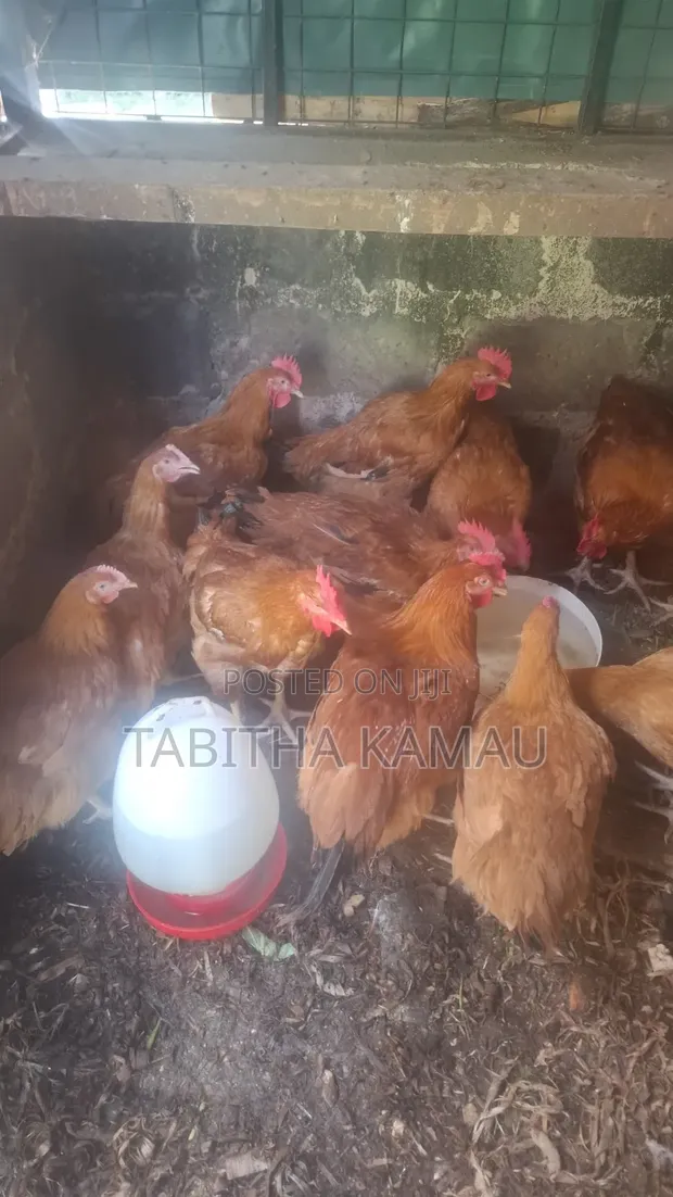 Kuku Wakubwa wa Kenbro kwa Nyama - 1