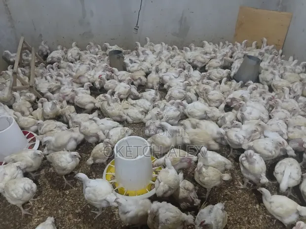 Broilers Ready for Slaughter - 800 pcs - 1