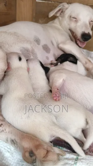 Purebred Female Jack Russell Terrier Puppy
