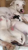 Kitufe cha Kike cha Jack Russell Terrier Safi - 2