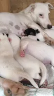 Kitufe cha Kike cha Jack Russell Terrier Safi - 3